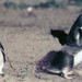 Phillip Burrows Photo 14