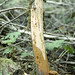 Donald Root Photo 11