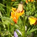 Tanya Flowers Photo 38