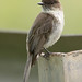Phoebe Brown Photo 24