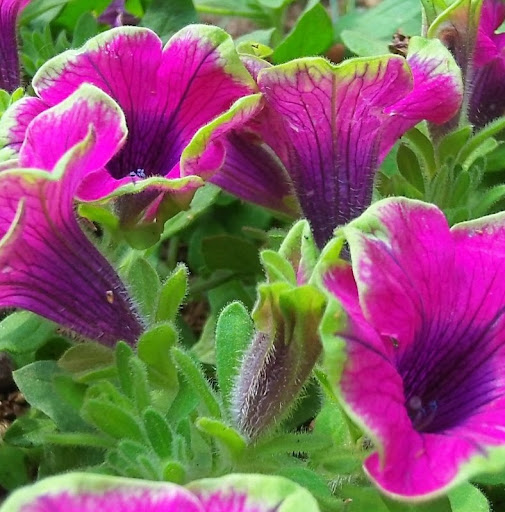 Karla Anderson Photo 17