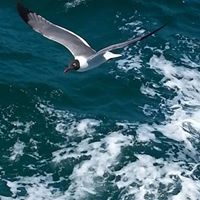 Cheryl Brock Photo 13