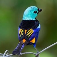 Teresa Voyles Photo 11