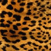 Amanda Castle Photo 20