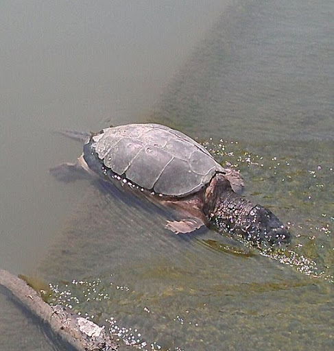 Mark Stewart Photo 42