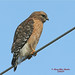Alice Hawks Photo 15