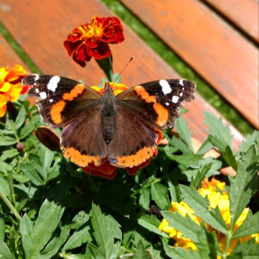 Danielle Hoffman Photo 21 Danielle Hoffman Photo 21