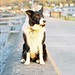Dina Downing Photo 9