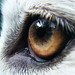 Paul Wolf Photo 39