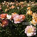 Heather Rose Photo 11