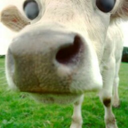 Roger Norris Photo 31