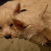 Cindy Wiley Photo 22