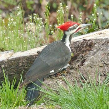 Eric Hopkins Photo 10