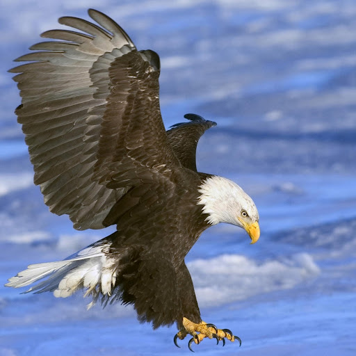 Charles Overstreet Photo 15