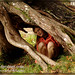 Ann Root Photo 11