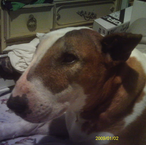 Stephen Cowan Photo 19