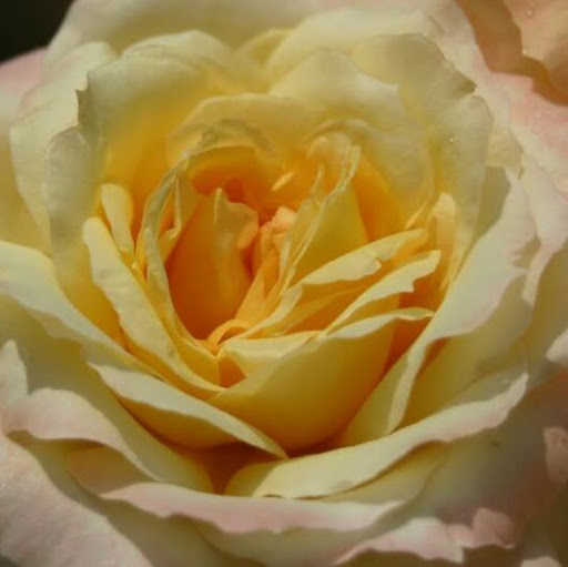 Laura Holcombe Photo 23