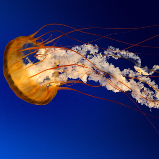 Anthony Greer Photo 28