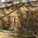 Virginia Root Photo 18