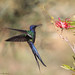 Sheri Bird Photo 15