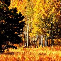 Cheryl Shepard Photo 18