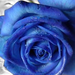 Daniel Weintraub Photo 26