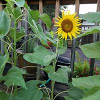 Katherine Thayer Photo 3