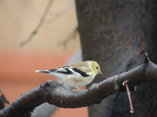 Terri Lawrence Photo 24