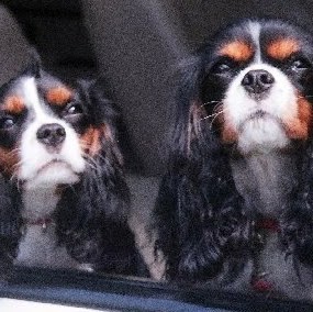 Sharon Wolfe Photo 40