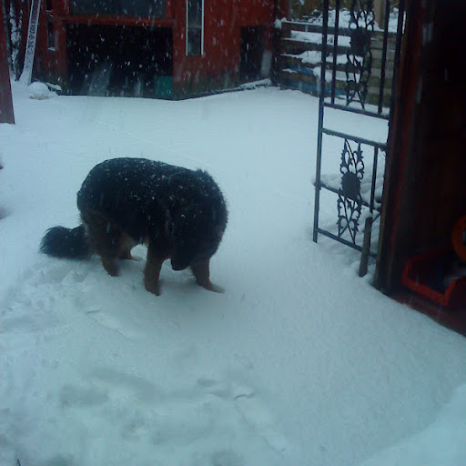 Dawn Lincoln Photo 11