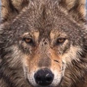 Debi Robinson Photo 17