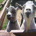 Joseph Goins Photo 42