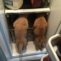 Michelle Mcneal Photo 13