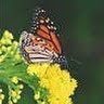 Debra Lyons Photo 23