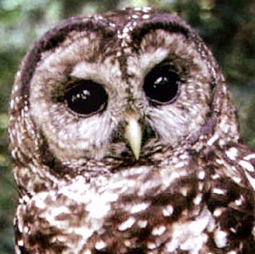 David Tyson Photo 30