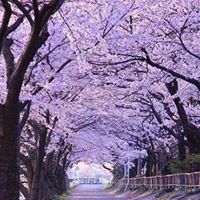 Priscilla Atkins Photo 1