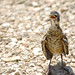 Robin Nickel Photo 23