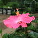 Lois Williamson Photo 10