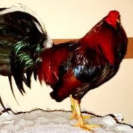 Manuel Orozco Photo 31 Manuel Orozco Photo 31