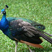 Steven Peacock Photo 16
