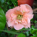 Deborah Peach Photo 16