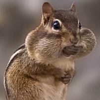 Tracy Mcintosh Photo 27