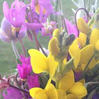 Connie Becker Photo 31