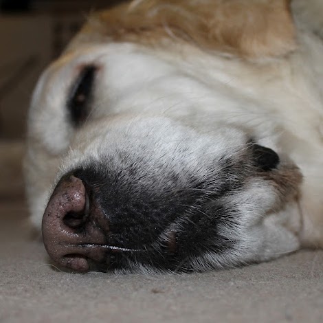 Lisa Mcleod Photo 27