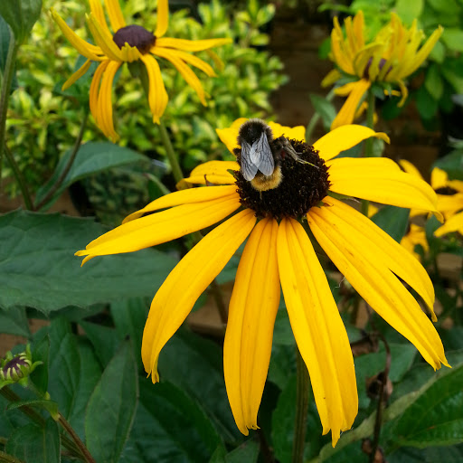 Chris Carlisle Photo 30