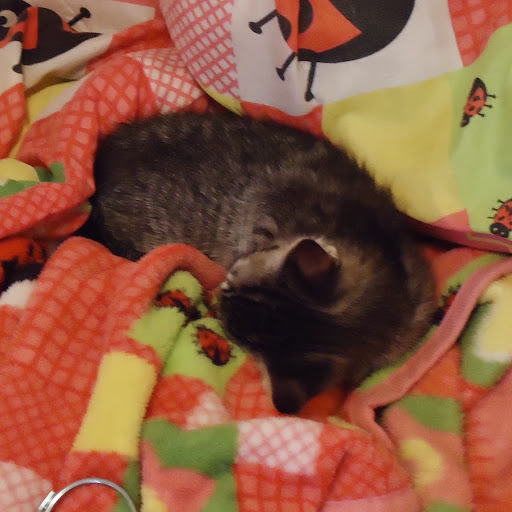 Annette Andrade Photo 4