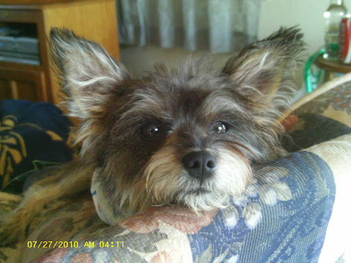 Cheryl Vogel Photo 18