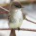 Phoebe Brown Photo 26