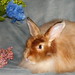 Tracy Rios Photo 27