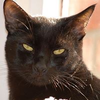 Philip Hammer Photo 17